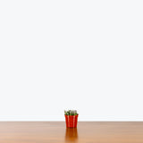Baby Toes Succulent - Fenestraria Rhopalophylla - House Plants Delivery Toronto - JOMO Studio