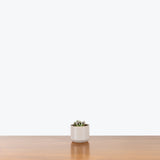 Baby Toes Succulent - Fenestraria Rhopalophylla - House Plants Delivery Toronto - JOMO Studio