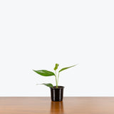 Baltic Blue Pothos — 4" Pot (larger than picture)