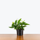 Baltic Blue Pothos - Epipremnum Pinnatum - House Plants Delivery Toronto - JOMO Studio