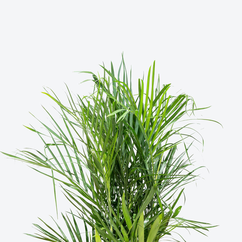 Bamboo Palm - Chamaedorea Seifrizii - House Plants Delivery Toronto - JOMO Studio