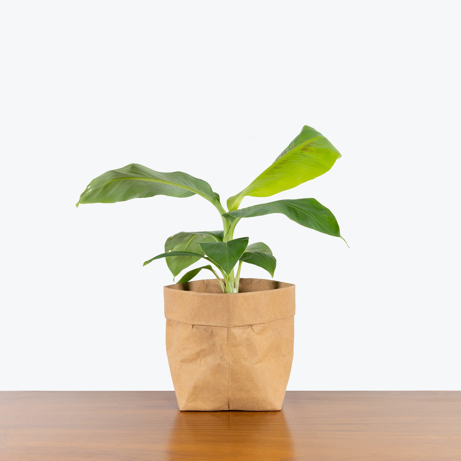 Musa Cavendish - Banana Plant - House Plants Delivery Toronto - JOMO Studio