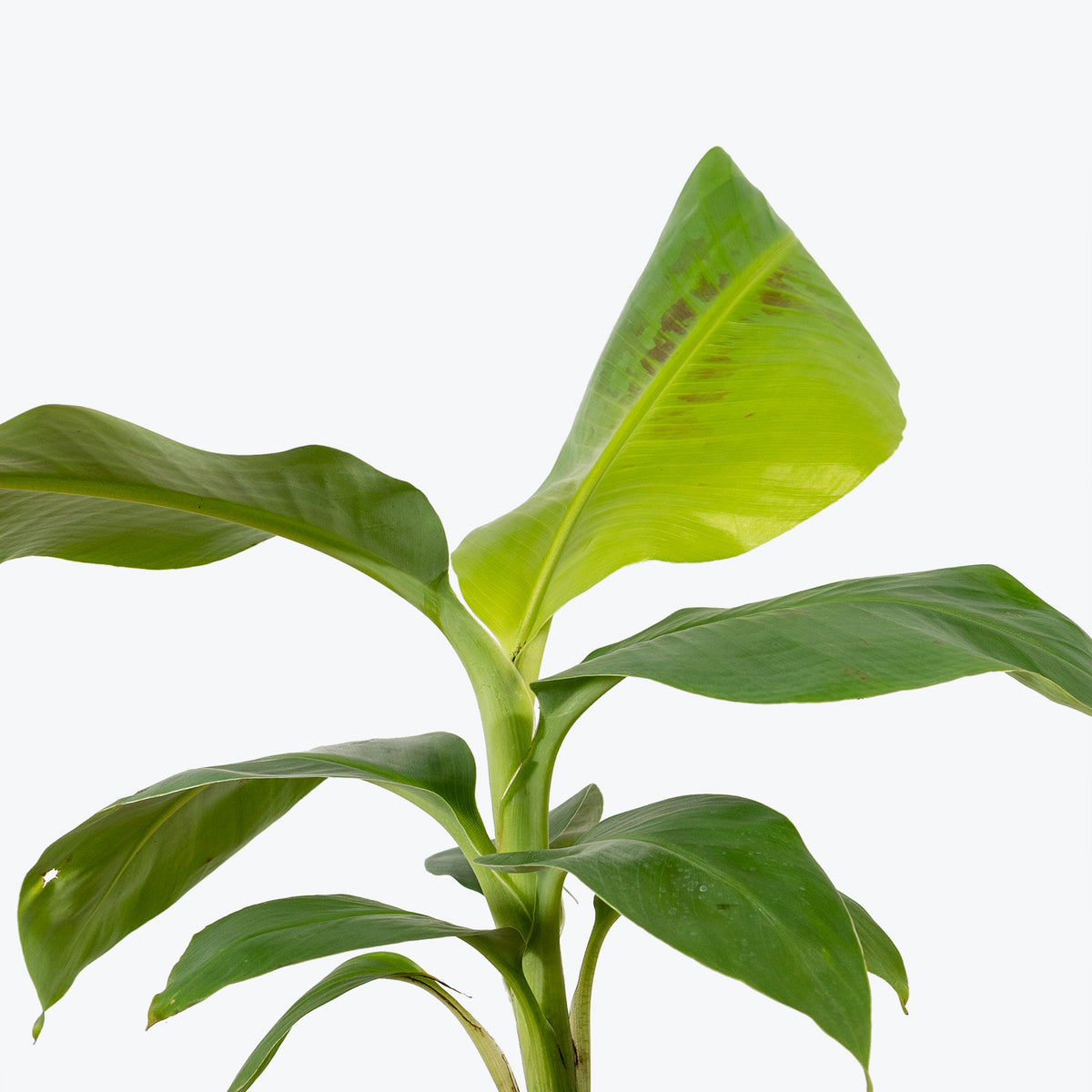 Musa Cavendish - Banana Plant - House Plants Delivery Toronto - JOMO Studio