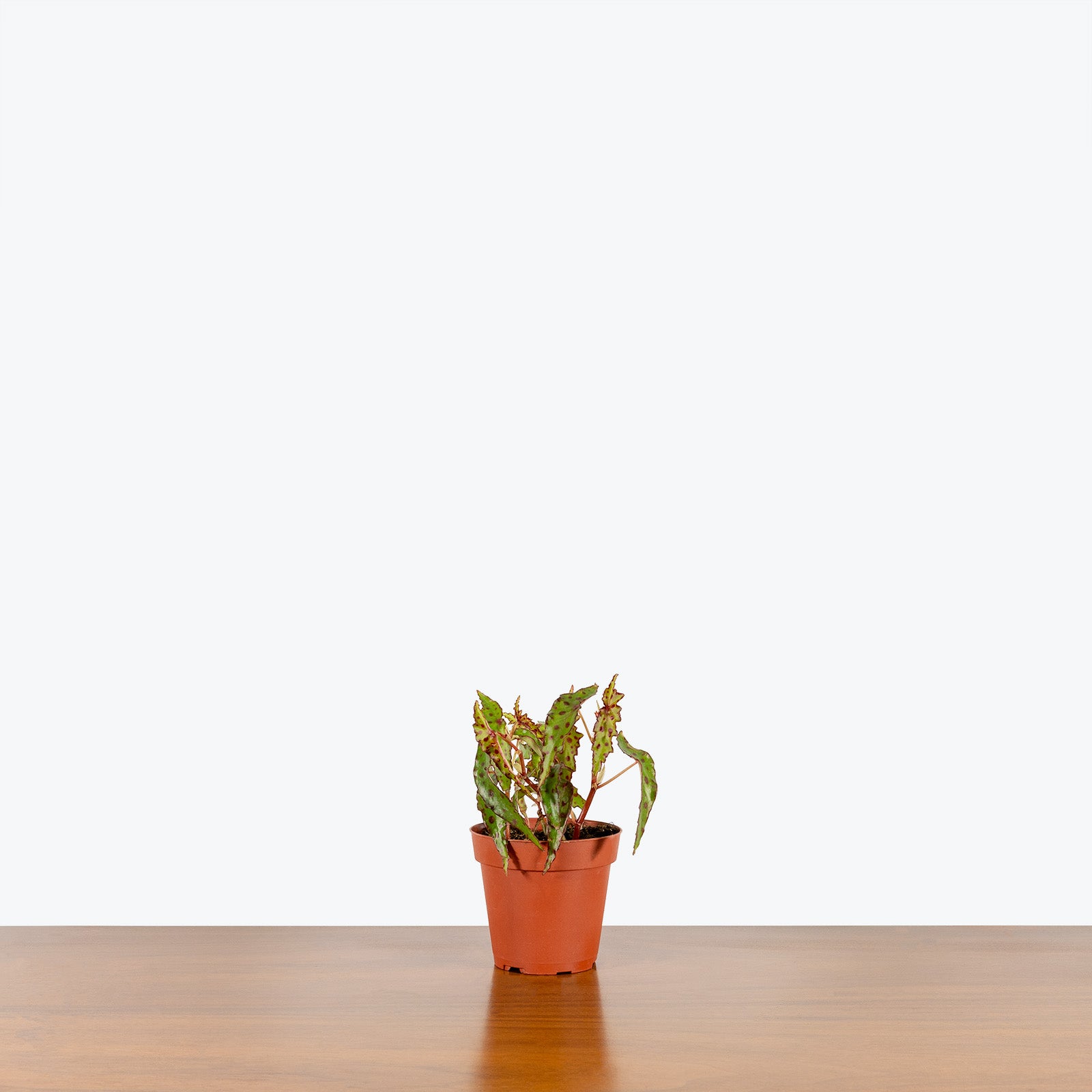 Begonia Amphioxus - House Plants Delivery Toronto - JOMO Studio