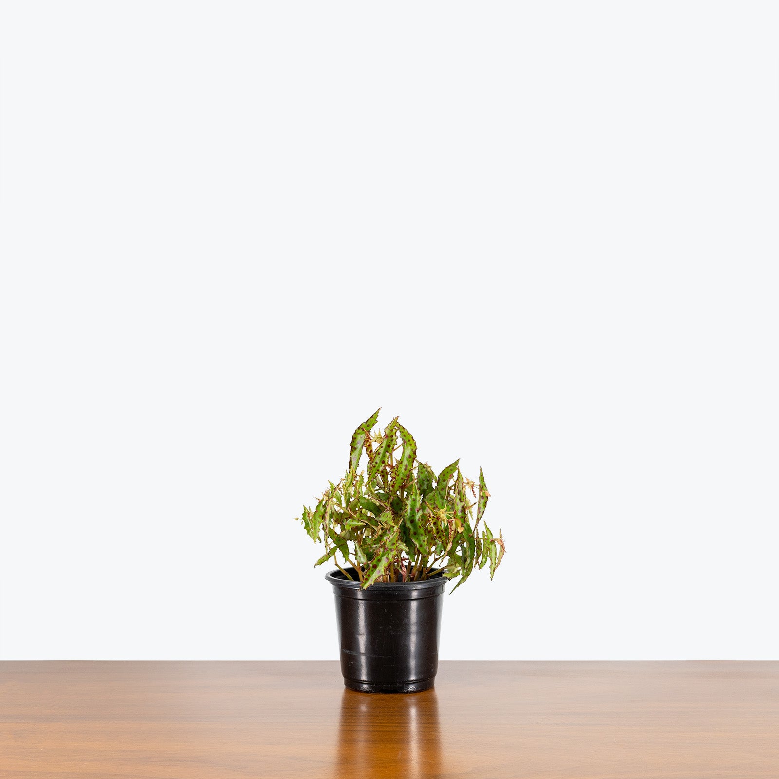 Begonia Amphioxus - House Plants Delivery Toronto - JOMO Studio