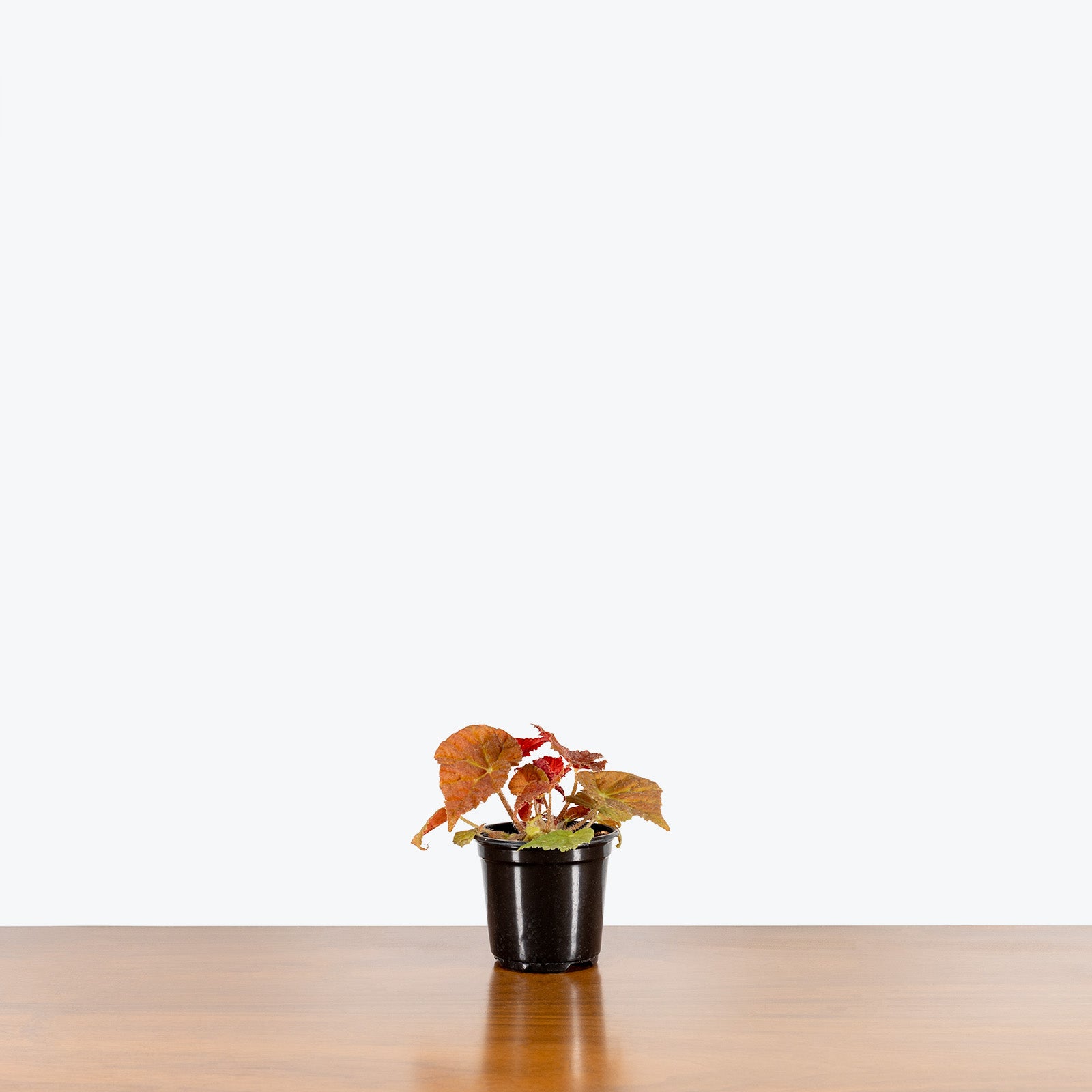 Begonia Autumn Ember - House Plants Delivery Toronto - JOMO Studio