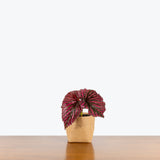 Begonia Brevirimosa - House Plants Delivery Toronto - JOMO Studio
