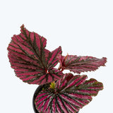Begonia Brevirimosa - House Plants Delivery Toronto - JOMO Studio