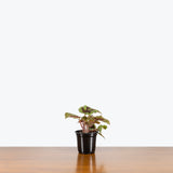Begonia Iron Cross - House Plants Delivery Toronto - JOMO Studio