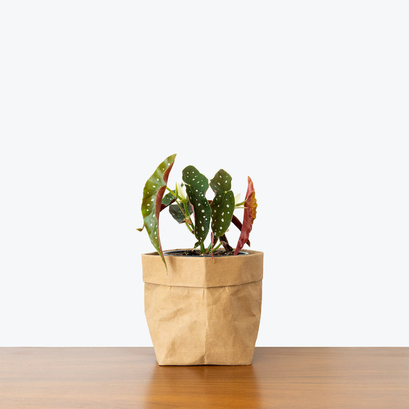 Begonia Maculata - House Plants Delivery Toronto - JOMO Studio