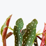 Begonia Maculata - House Plants Delivery Toronto - JOMO Studio