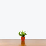 Birds Nest Fern Leslie — 2.5" Pot