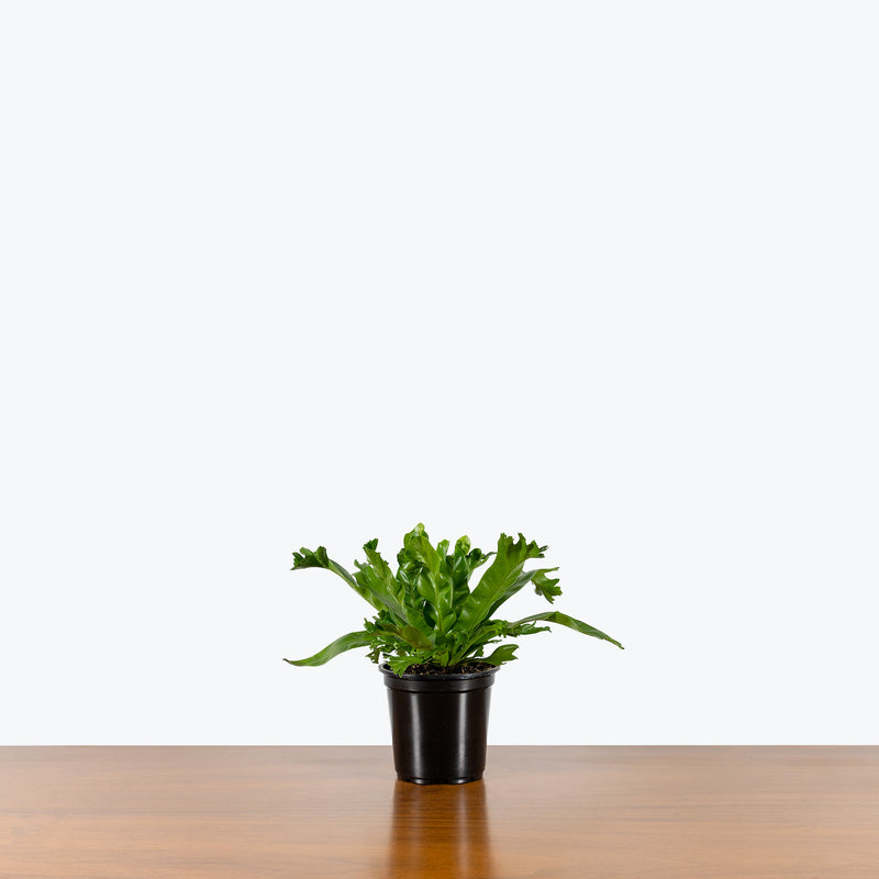 Birds Nest Fern Leslie - House Plants Delivery Toronto - JOMO Studio