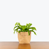 Birds Nest Fern Leslie - House Plants Delivery Toronto - JOMO Studio