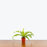 Birds Nest Fern Osaka — 2.5" Pot
