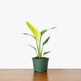 Bird of Paradise White Nicolai — 6" Pot - Single