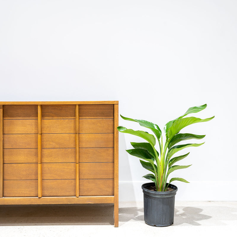 White Bird of Paradise - Strelitzia Nicolai - House Plants Delivery Toronto - JOMO Studio