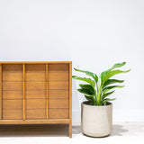 White Bird of Paradise - Strelitzia Nicolai - House Plants Delivery Toronto - JOMO Studio