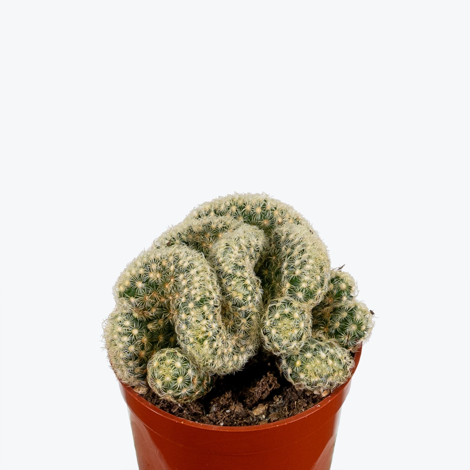 Brain Cactus - Mammillaria elongata Cristata - House Plants Delivery Toronto - JOMO Studio