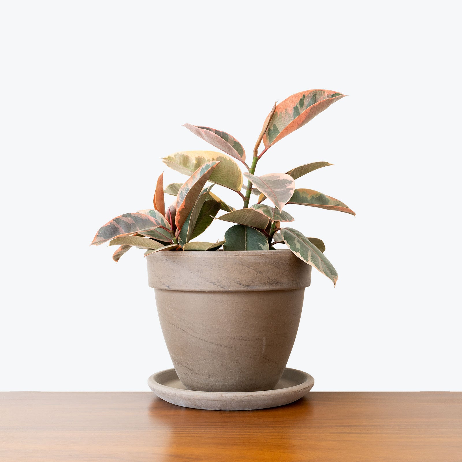 Brown Clay Planter - House Plants Delivery Toronto - JOMO Studio