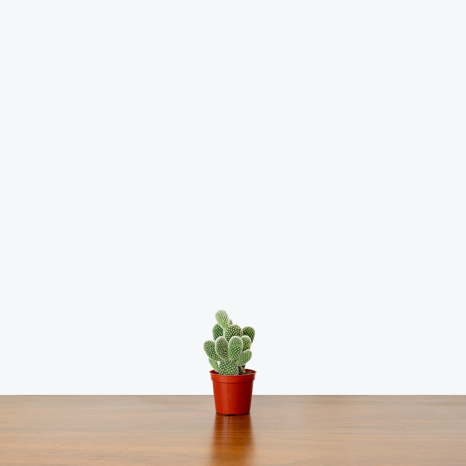 Bunny Ear Cactus - House Plants Delivery Toronto - JOMO Studio