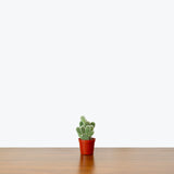 Bunny Ear Cactus — 2.5" Pot - Multi Stem