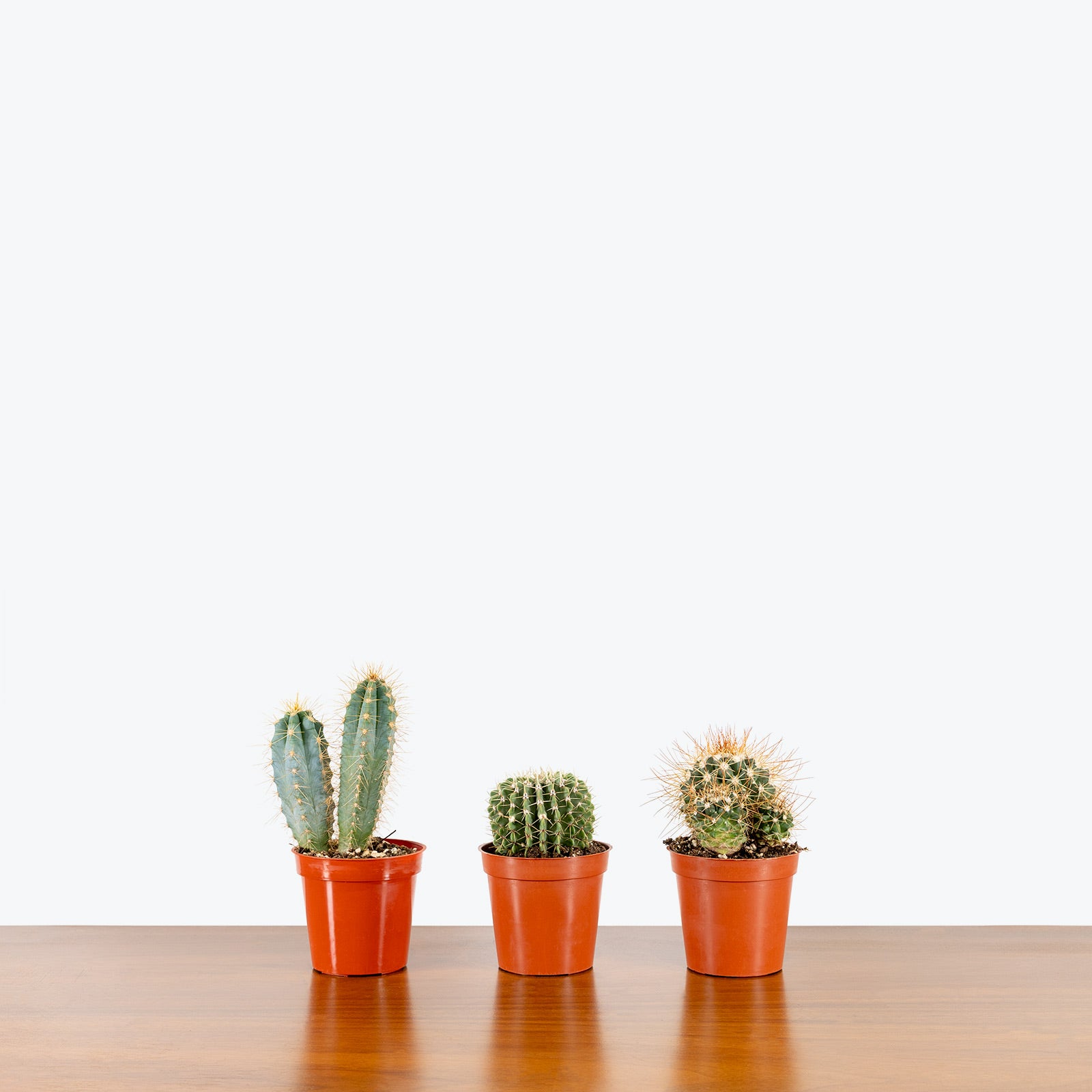Cactus Mystery Box - House Plants Delivery Toronto - JOMO Studio