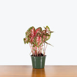 Caladium Carolyn Whorton - Toronto House Plant Delivery - JOMO Studio