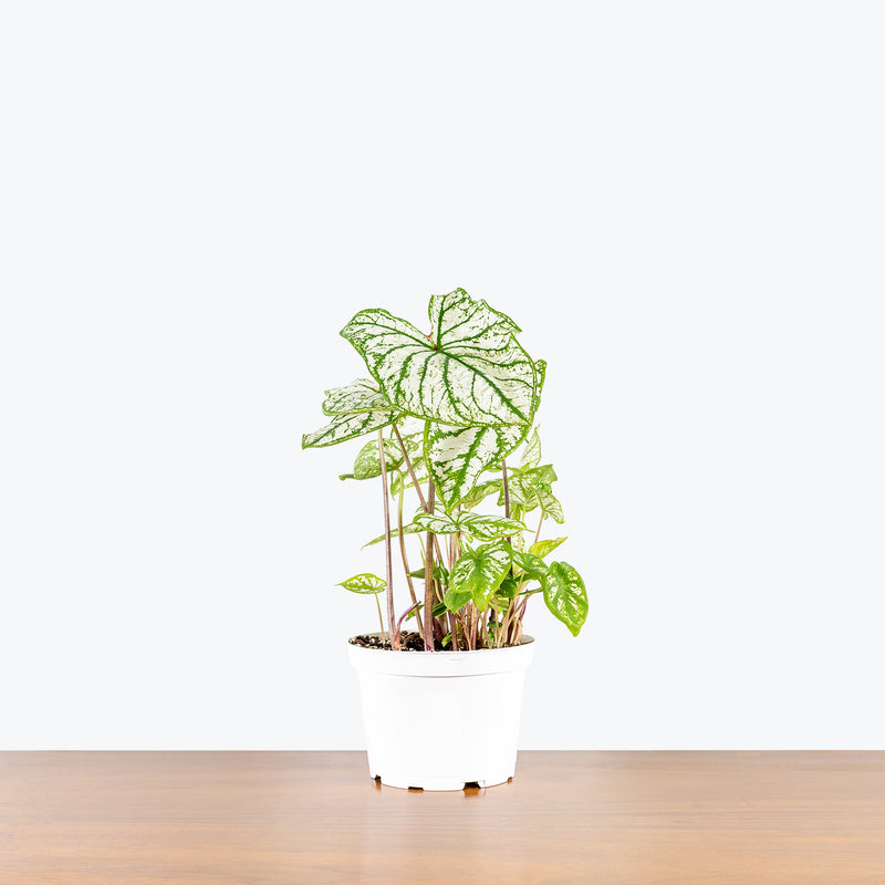 Caladium Monument - Toronto House Plant Delivery - JOMO Studio