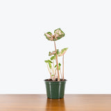 Caladium Pink Splash — 6" Pot (larger than picture)