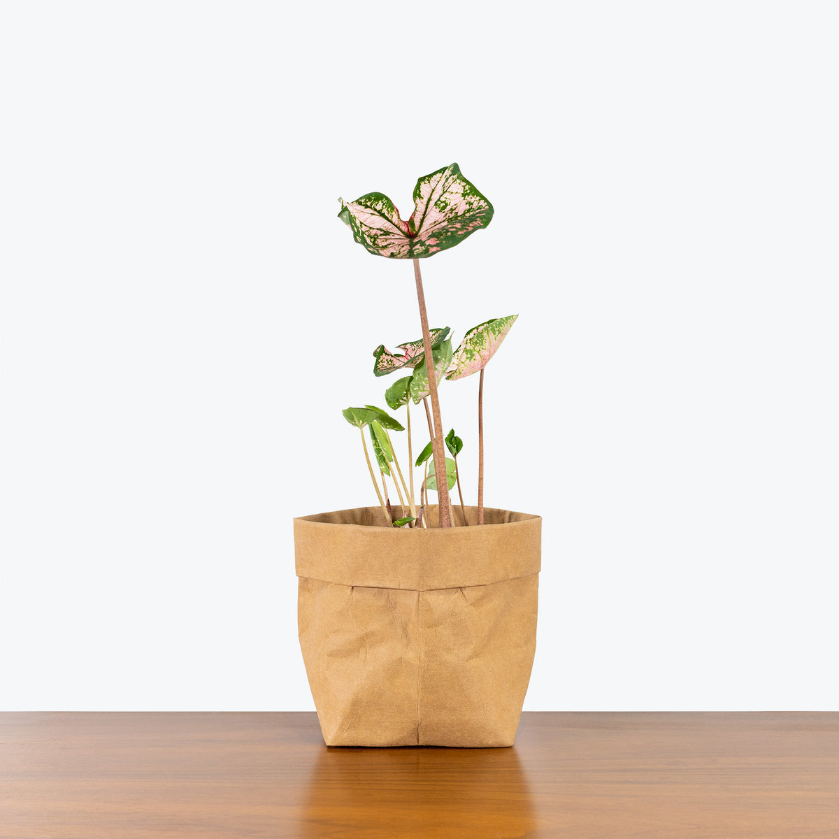 pink splash plant indoors Caladium Pink Splash - Toronto House Plant Delivery