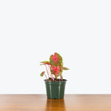 Caladium Red Flash — 6" Pot