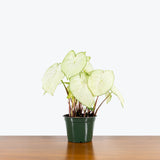 Caladium White Moonlight — 6" Pot