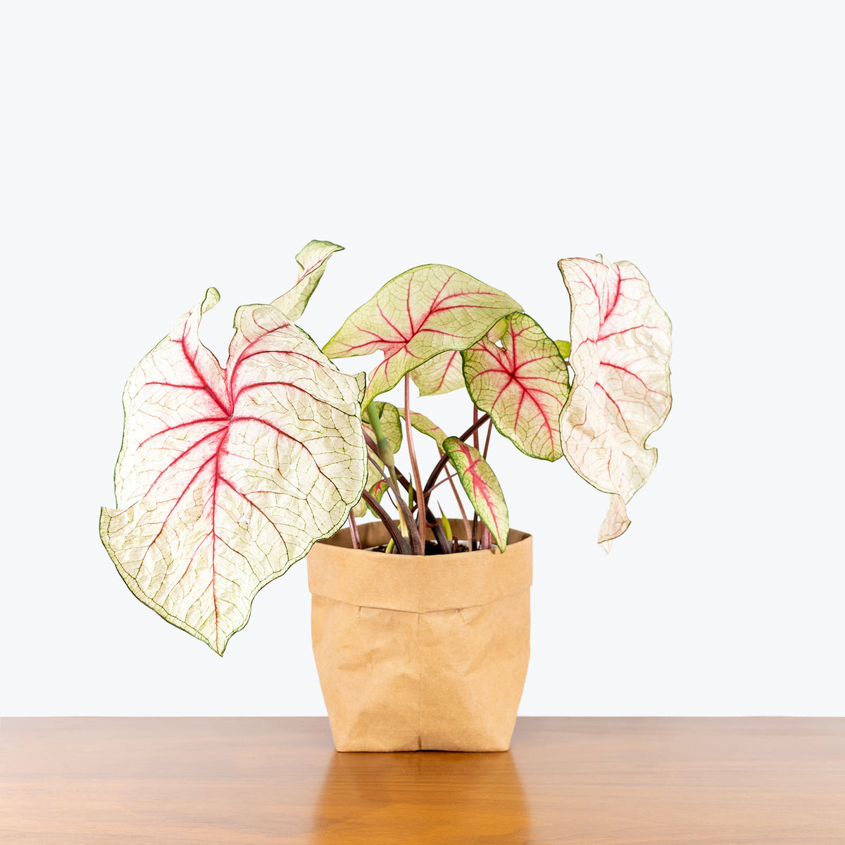 Caladium White Moonlight - Toronto House Plant Delivery