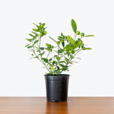 Calamondin Orange Tree — 6" Pot -Bush