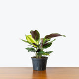 Calathea Beauty Star — 6" Pot (blemish expected)