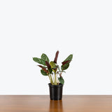 Calathea Compact Star — 4" Pot