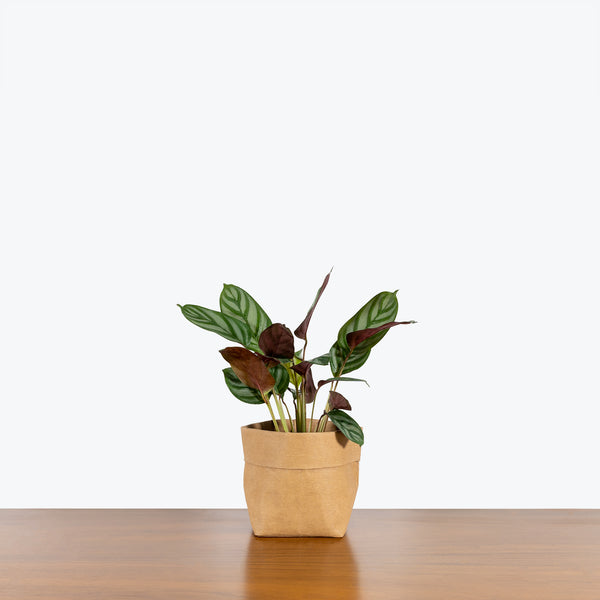 Calathea Compact Star - Toronto House Plant Delivery