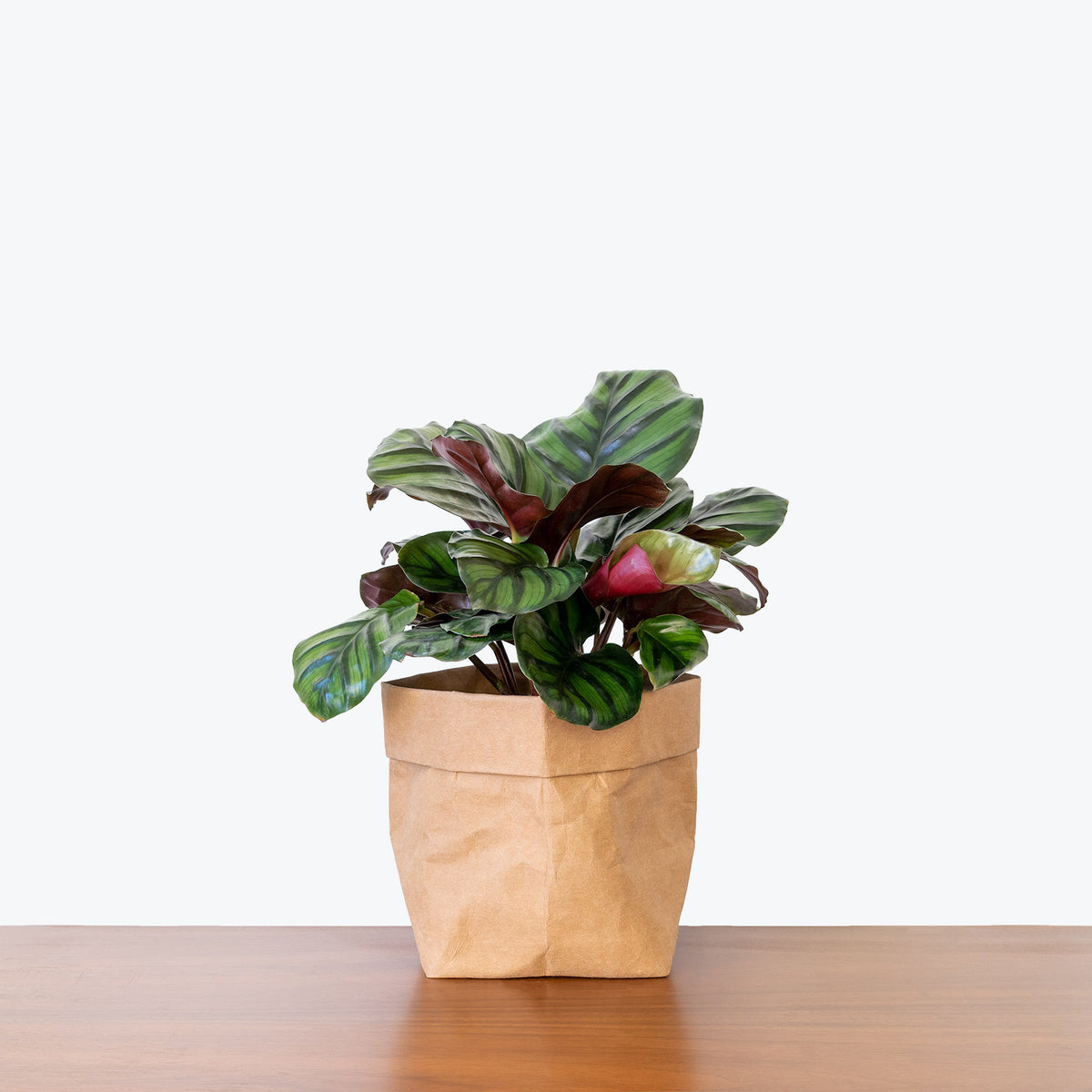 Calathea Fasciata Borrusica - Toronto House Plant Delivery