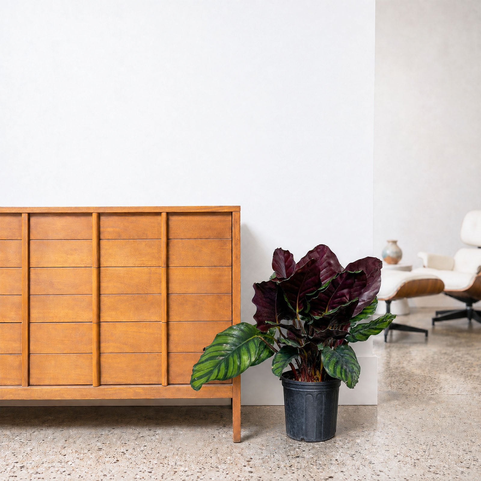 Calathea Fasciata Borrusica - Toronto House Plant Delivery - JOMO Studio