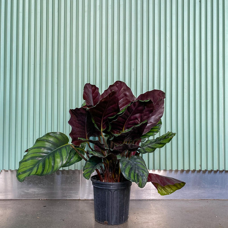 Calathea Fasciata Borrusica - Toronto House Plant Delivery - JOMO Studio