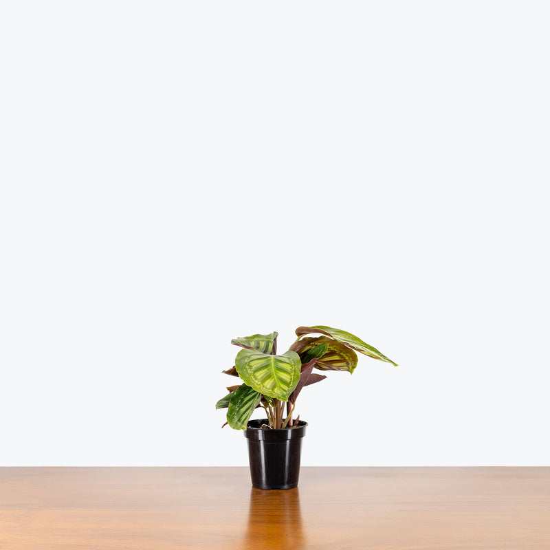 Calathea Flamestar - Toronto House Plant Delivery - JOMO Studio