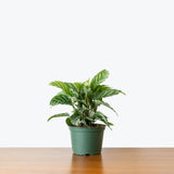 Calathea Freddie — 6" Pot