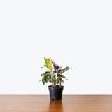 Calathea White Fusion — 4” Pot