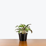 Calathea Fusion White - Toronto House Plant Delivery - JOMO Studio