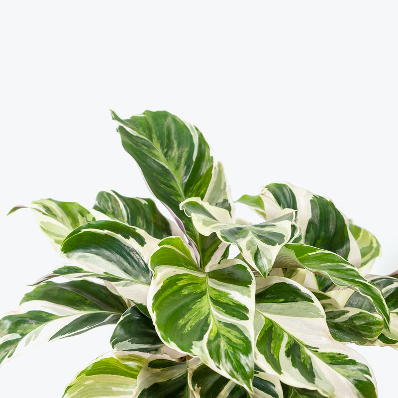 Calathea White Fusion | Care Guide and Pro Tips - Delivery from Toronto across Canada - JOMO Studio