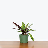 Calathea Lancifolia Rattlesnake — 6” Pot