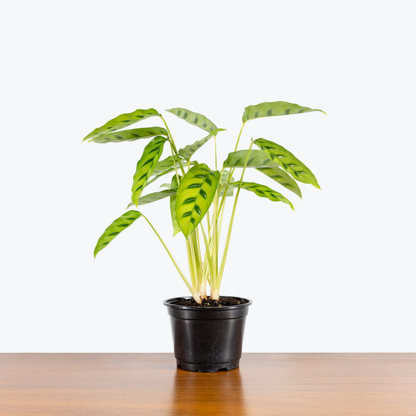 Calathea Leopardina | Care Guide and Pro Tips - Delivery from Toronto  across Canada