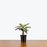 Calathea Majestica White Star — 4" Pot