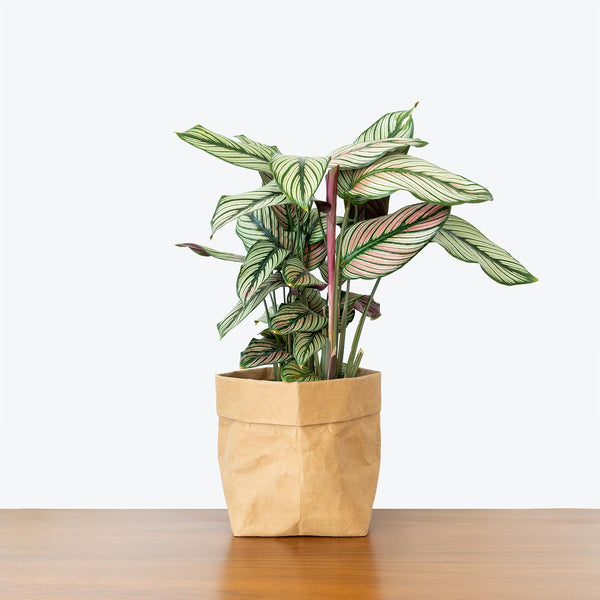 Calathea Majestica White Star - Toronto House Plant Delivery
